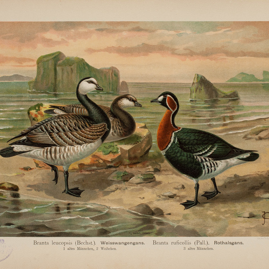 IES_CARDENALCISNEROS_AVES_LAMINAS_050