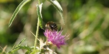 Abeja (Colletes succintus)