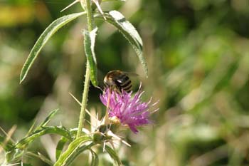 Abeja (Colletes succintus)