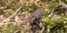 Escarabajo tigre (Cicindela maroccana)