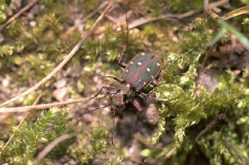 Escarabajo tigre (Cicindela maroccana)