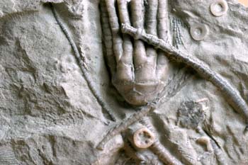 (Crinoideo) Devónico