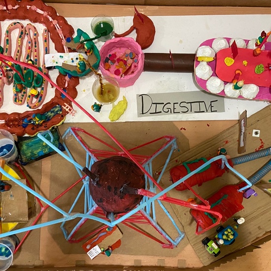 Digestive Sysyem (6º) 4