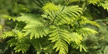 Mimosa - Flor (Acacia dealbata)