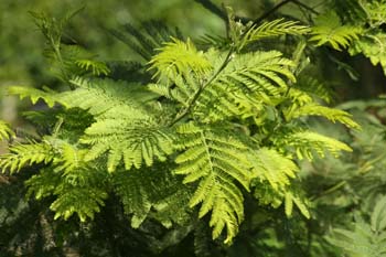 Mimosa - Flor (Acacia dealbata)