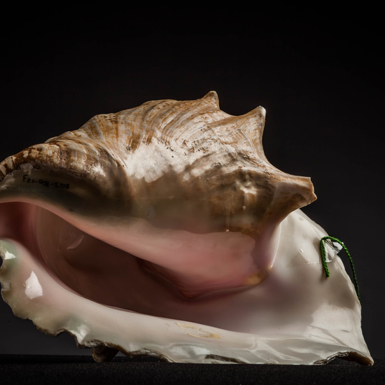 IES_CARDENALCISNEROS_CONCHAS_075