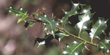 Acebo - Hoja (Ilex aquifolium)