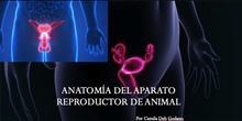 Anatomía del aparato reproductor animal