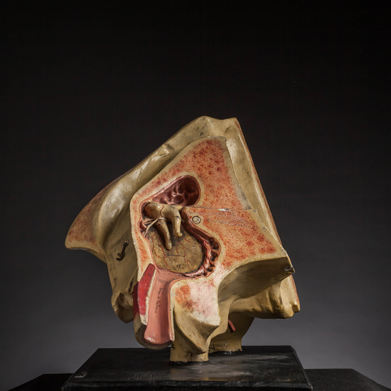 IES_CARDENALCISNEROS_ANATOMIA_MODELOS_043