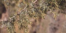 Enebro de miera (Juniperus oxycedrus)