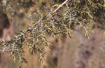 Enebro de miera (Juniperus oxycedrus)