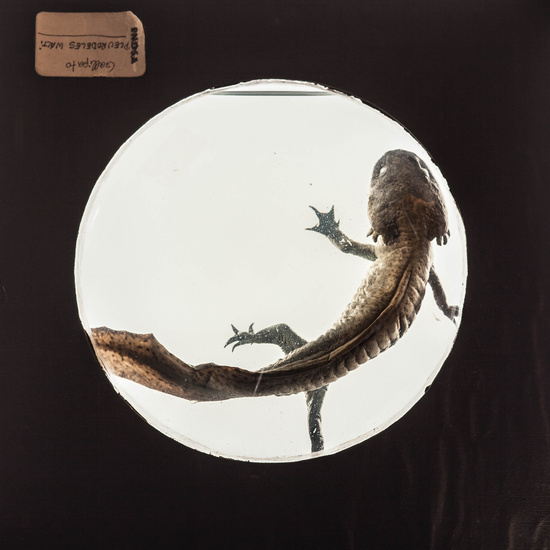 IES_SANISIDRO_MUSEO_Zoolgía_041