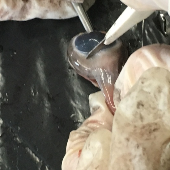 2016-11-09_DISECCION OJO CORDERO (34)