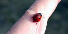 Mariquita de siete puntos (Coccinella 7-punctata)