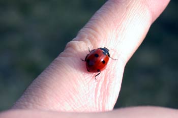 Mariquita de siete puntos (Coccinella 7-punctata)