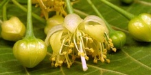 Tilo común - Flores (Tilia platyphyllos)