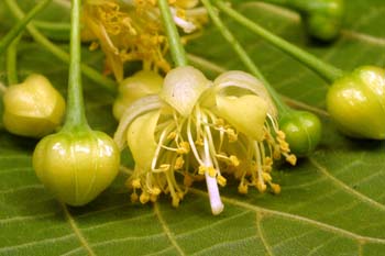 Tilo común - Flores (Tilia platyphyllos)