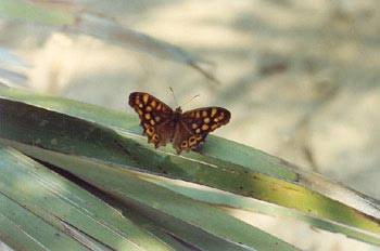 Saltamuros (Pararge aegeria)