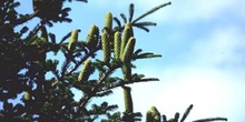Abeto blanco - Piñas (Abies alba)