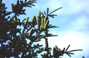 Abeto blanco - Piñas (Abies alba)