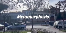 Metamorphosis