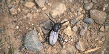 Longicornio zapador (Dorcadion fuliginator)