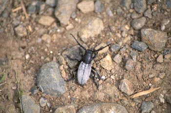 Longicornio zapador (Dorcadion fuliginator)