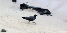 Gaviota de lava , Larus Fuliginosus, Ecuador