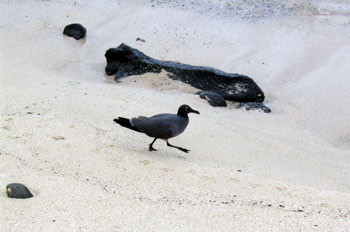 Gaviota de lava , Larus Fuliginosus, Ecuador