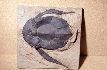 Bothriolepis canadensis (Pez acorazado) Silúrico