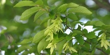 Carpe - Fruto (Carpinus betulus)