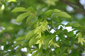 Carpe - Fruto (Carpinus betulus)