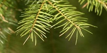 Abeto de Douglas - (Pseudotsuga menziesii)