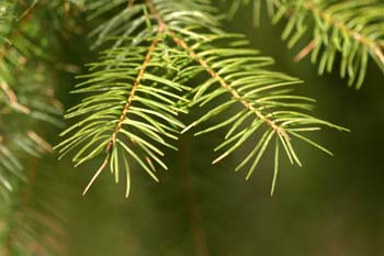 Abeto de Douglas - (Pseudotsuga menziesii)