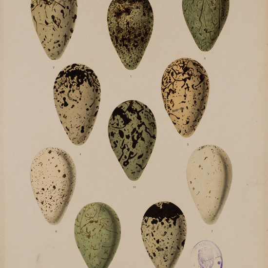 IES_CARDENALCISNEROS_AVES_LAMINAS_148