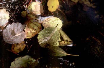 Aliso - Suelo (Alnus glutinosa)