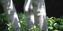 Higuera -Corteza (Ficus Carica)