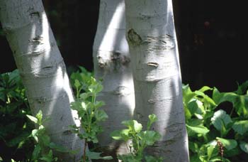 Higuera -Corteza (Ficus Carica)