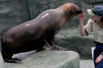 Foca, Australia