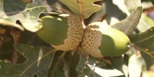 Rebollo / melojo - Bellota (Quercus pyrenaica)