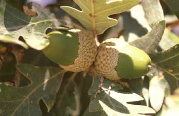 Rebollo / melojo - Bellota (Quercus pyrenaica)