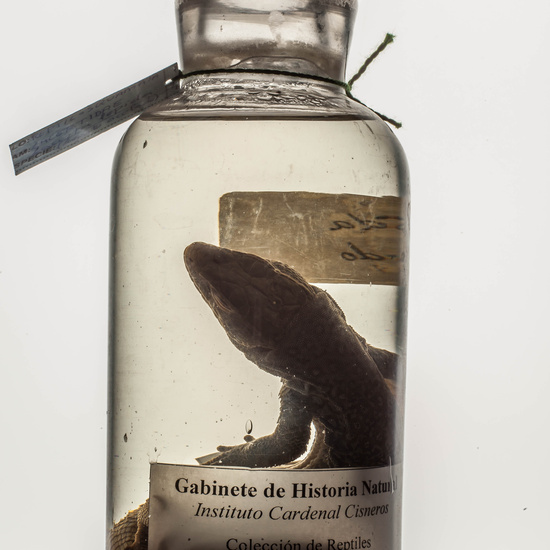 IES_CARDENALCISNEROS_CIENCIASNATURALES_234