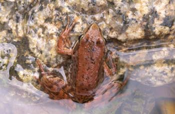 Rana patilarga (Rana ibérica)