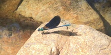 Calopteryx virgo Linnaeus, 1758