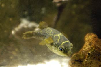 Pez globo (Tetraodon sp)