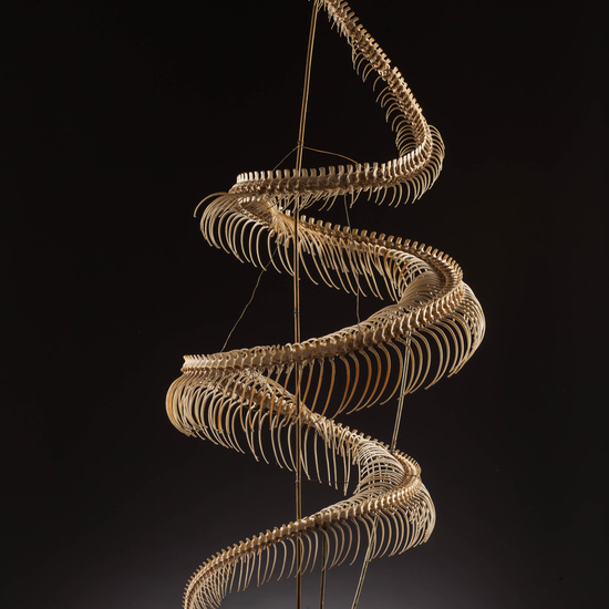 IES_SANISIDRO_MUSEO_Zoolgía_088