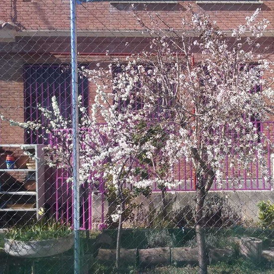 NUEVOS FRUTOS DEL HUERTO ESCOLAR 2