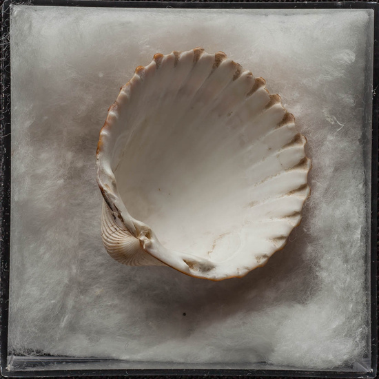 IES_ISABELLACATOLICA_BIOLOGIA_437