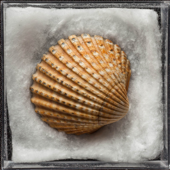 IES_ISABELLACATOLICA_BIOLOGIA_446