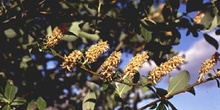 Sauce cabruno - Frutos (Salix caprea)